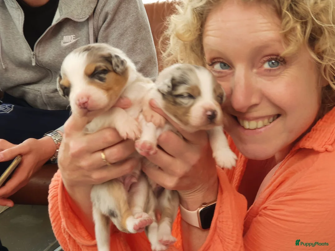 Galerij afbeelding {{count}}