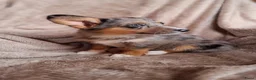 Welsh Corgi Cardigan honden te koop: Lieve sociale speels Welsh Corgi Cardigan puppys  in Heeswijk Dinther - Advertentie 5