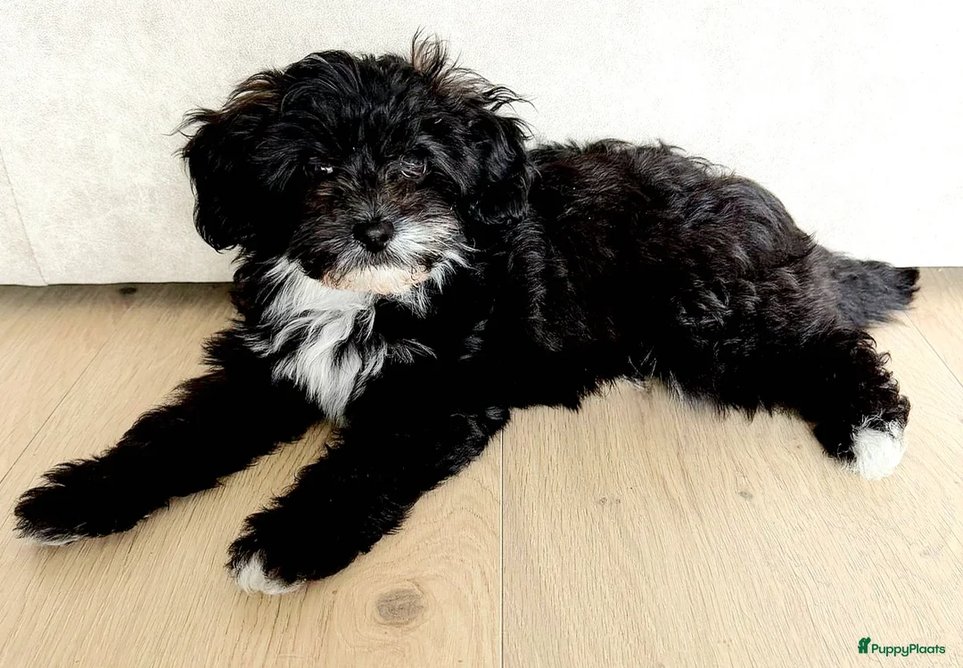 Maltipoo honden te koop: Laatste Lieve reutje toy poedel x maltipoo - Advertentie 2