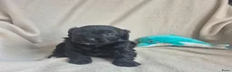 Kruising honden te koop: Lieve mini boompoo  - Advertentie 4