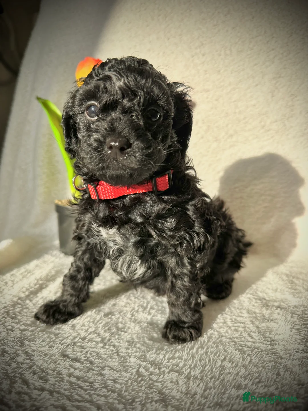 Poedel Toy honden te koop: Toypoedel pups (mini toypoedel) toypoodle puppy’s  - Advertentie 11