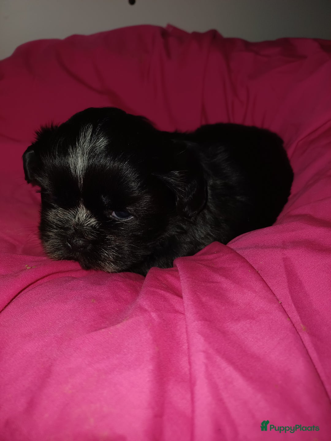 Shih Tzu honden te koop: Lieve leuke raszuiver shih tzu pups  - Advertentie 6