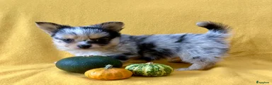 Pomchi 2
