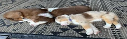 Australian Shepherd honden te koop: Austrailian shepherd pups  - Advertentie 7