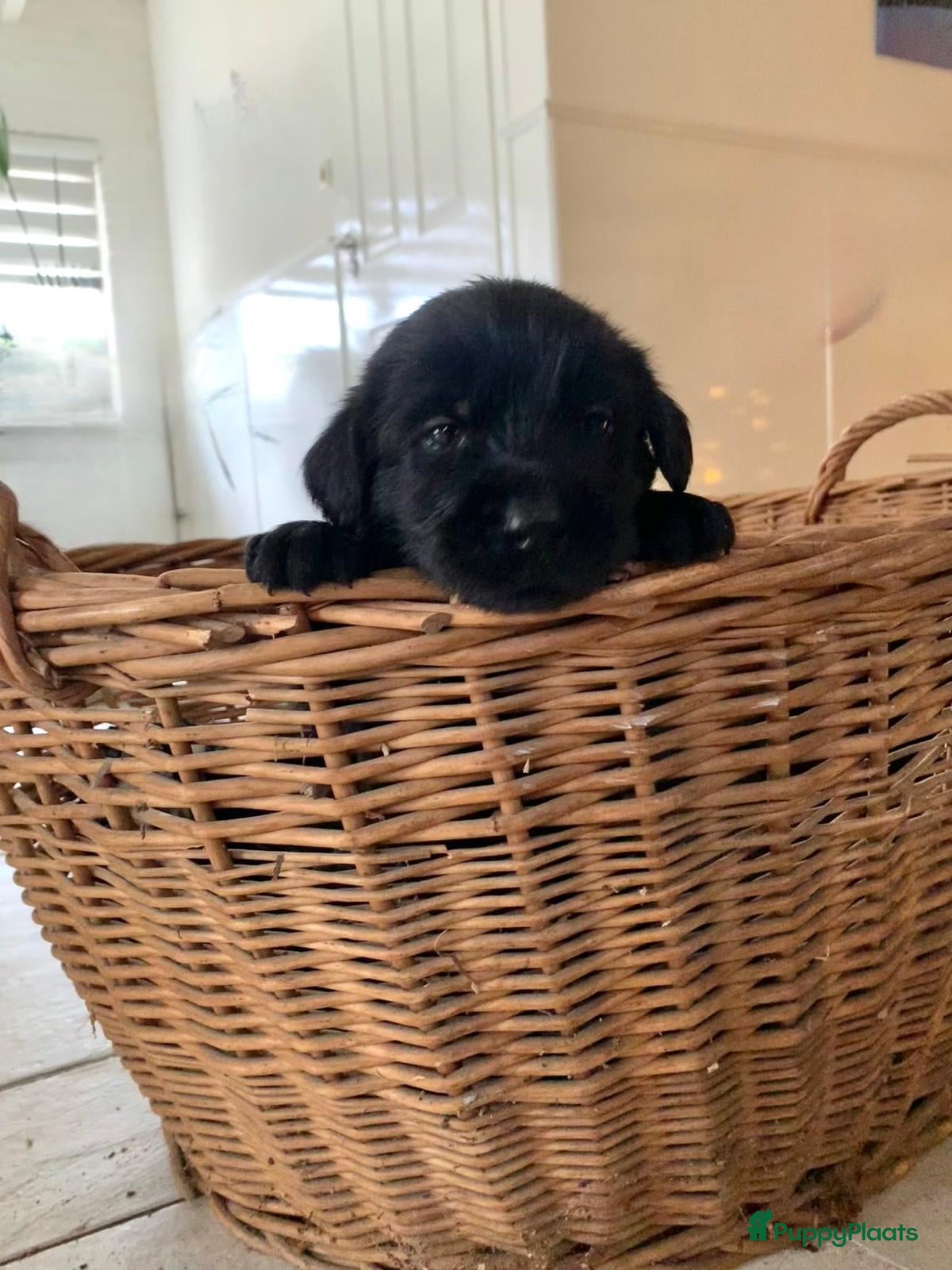 Kruising honden Puppy’s te koop – Labrador x Riesenschnauzer mix - Advertentie 16
