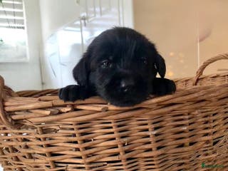 Kruising honden Puppy’s te koop – Labrador x Riesenschnauzer mix - Advertentie 1
