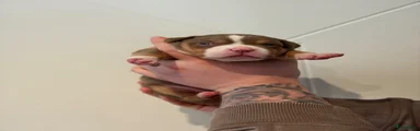 Amerikaanse Bully 6