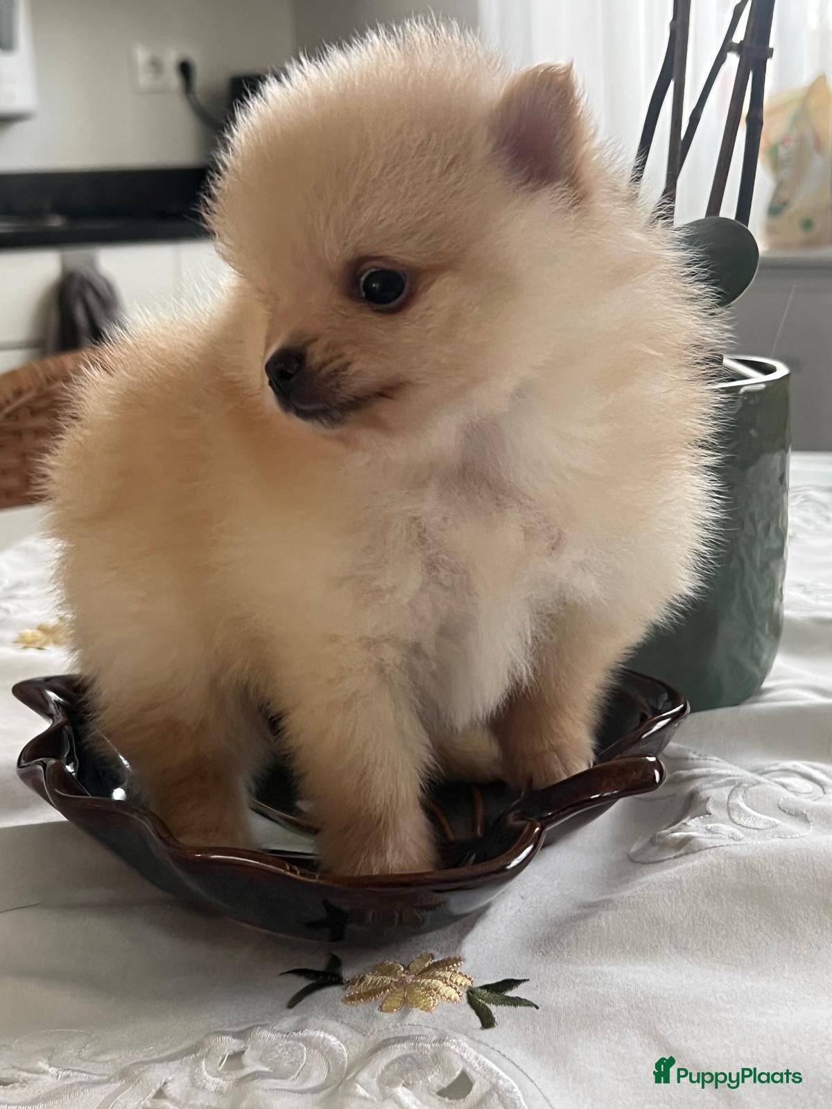 Pomeriaan honden Prachtig klein Pomeriaan puppy  - Advertentie 4