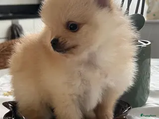 Pomeriaan honden Prachtig klein Pomeriaan puppy - Advertentie 4