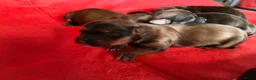 Havanezer honden te koop:  havanezerpups van geteste ouders met fci stamboom - Advertentie 12