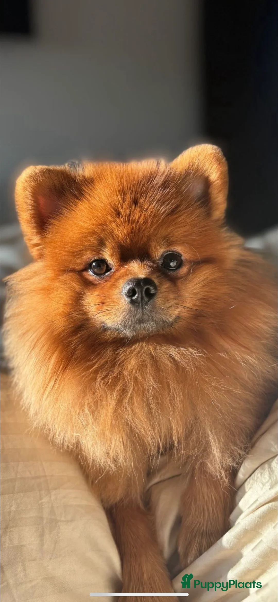 Pomeriaan honden te koop: Pomeriaan pups te koop  - Advertentie 8