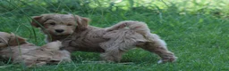 Maltipoo honden te koop: Knappe Maltipoo pups - Advertentie 15