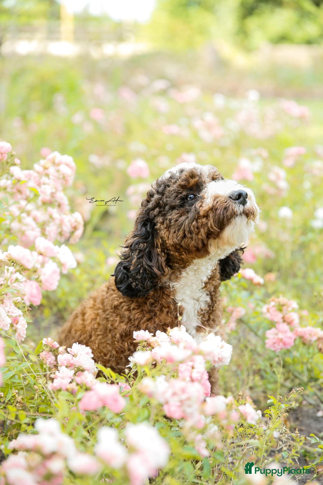 Labradoodle honden te koop: Mini-medium Labradoodle pups  in Wedde - Afbeelding 2
