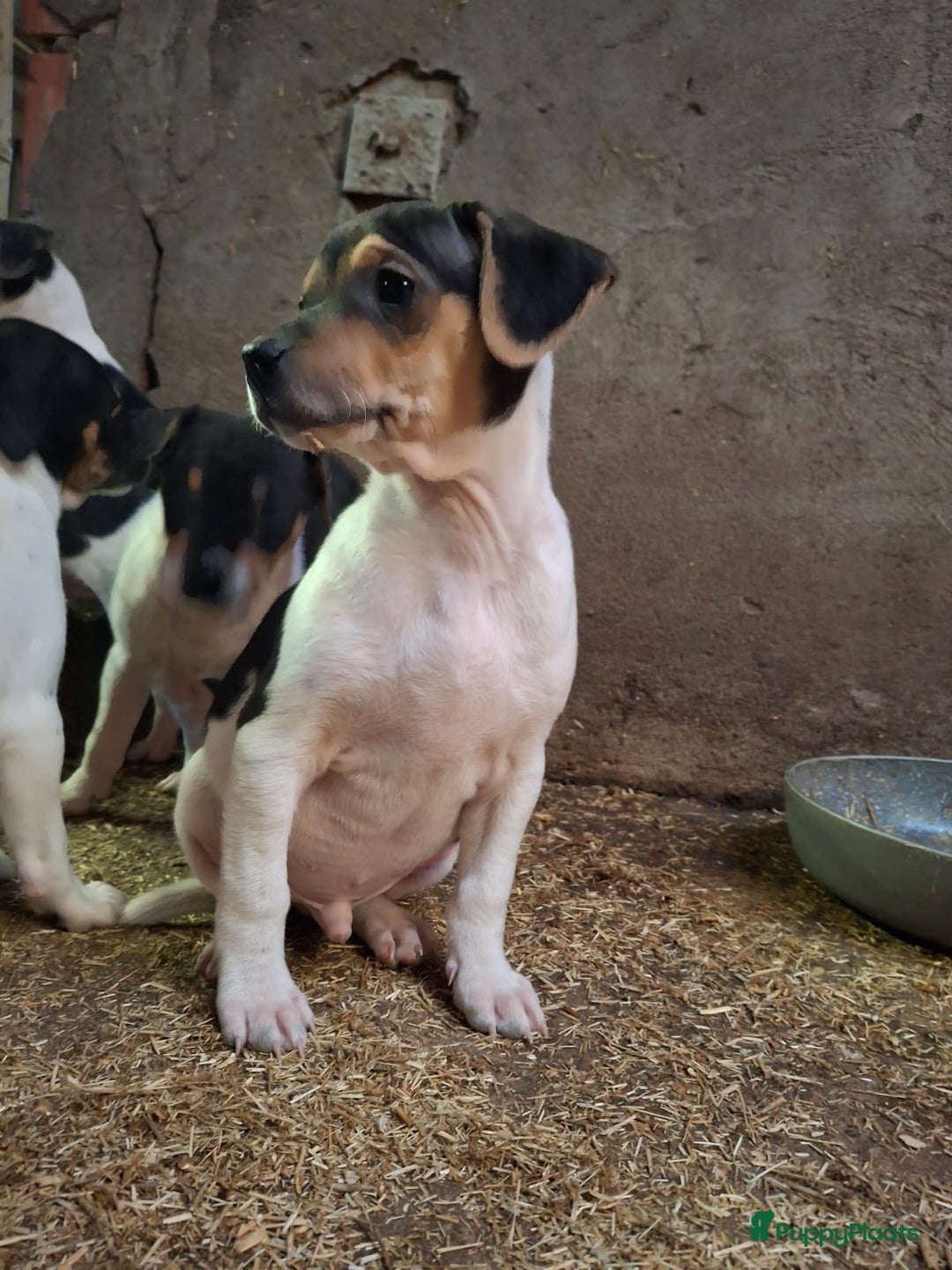 Fox Terriër Gladhaar honden te koop: boerenfox pups - Advertentie 10