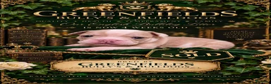 Engelse Bulldog 4