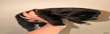 Odiel