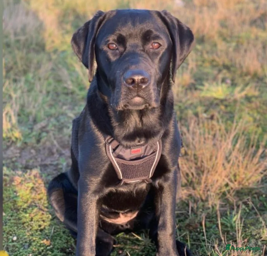 Labrador Retriever honden te koop: NEST AANKONDIGING LABRADOR PUPS - Advertentie 18