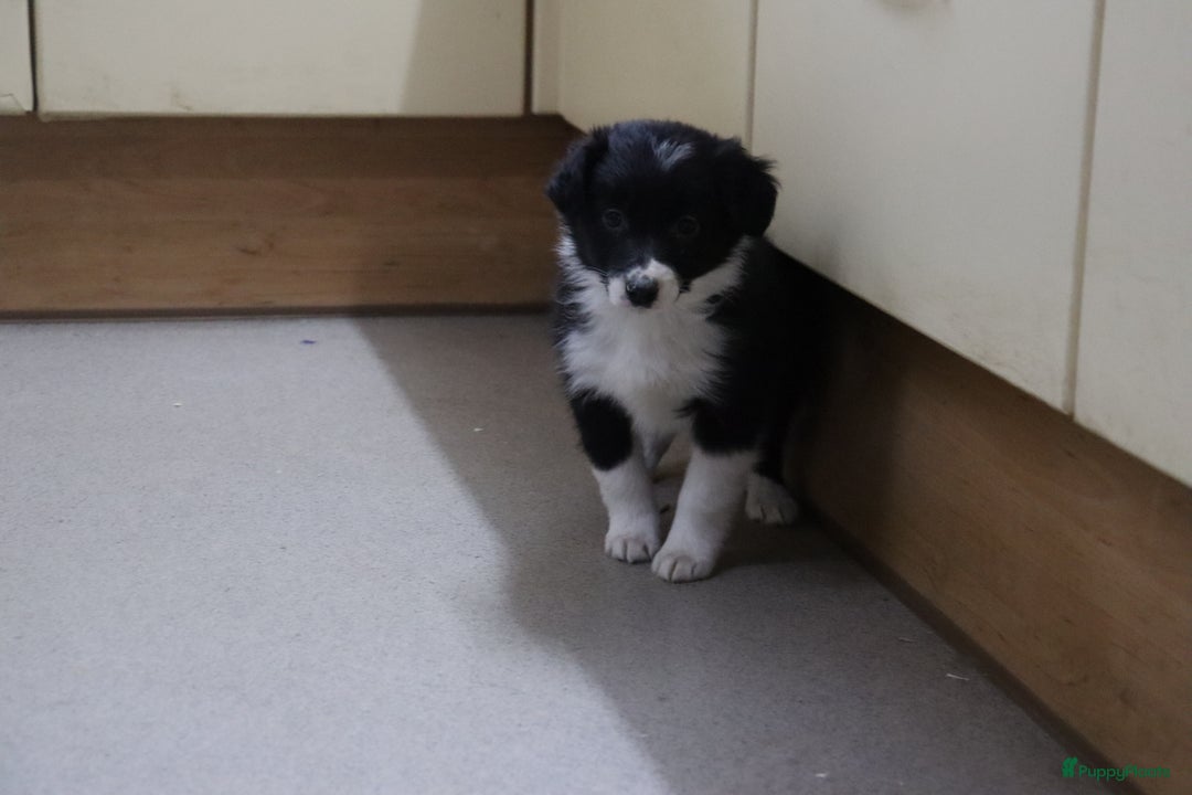 Border Collie honden te koop: Super Schattige border collie pups te koop - Advertentie 4