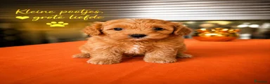 Maltipoo 2