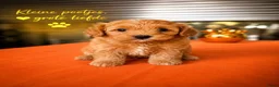 Maltipoo honden te koop: Maltipoo pup - Advertentie 11