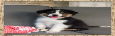 Pup 2