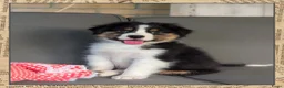 Australian Shepherd honden te koop: Prachtige australian shepherd pups mogen verhuizen in Gouderak - Advertentie 12