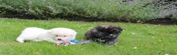 Akita honden te koop: Zeldzaam mooie Japanse akita inu pups - Advertentie 8
