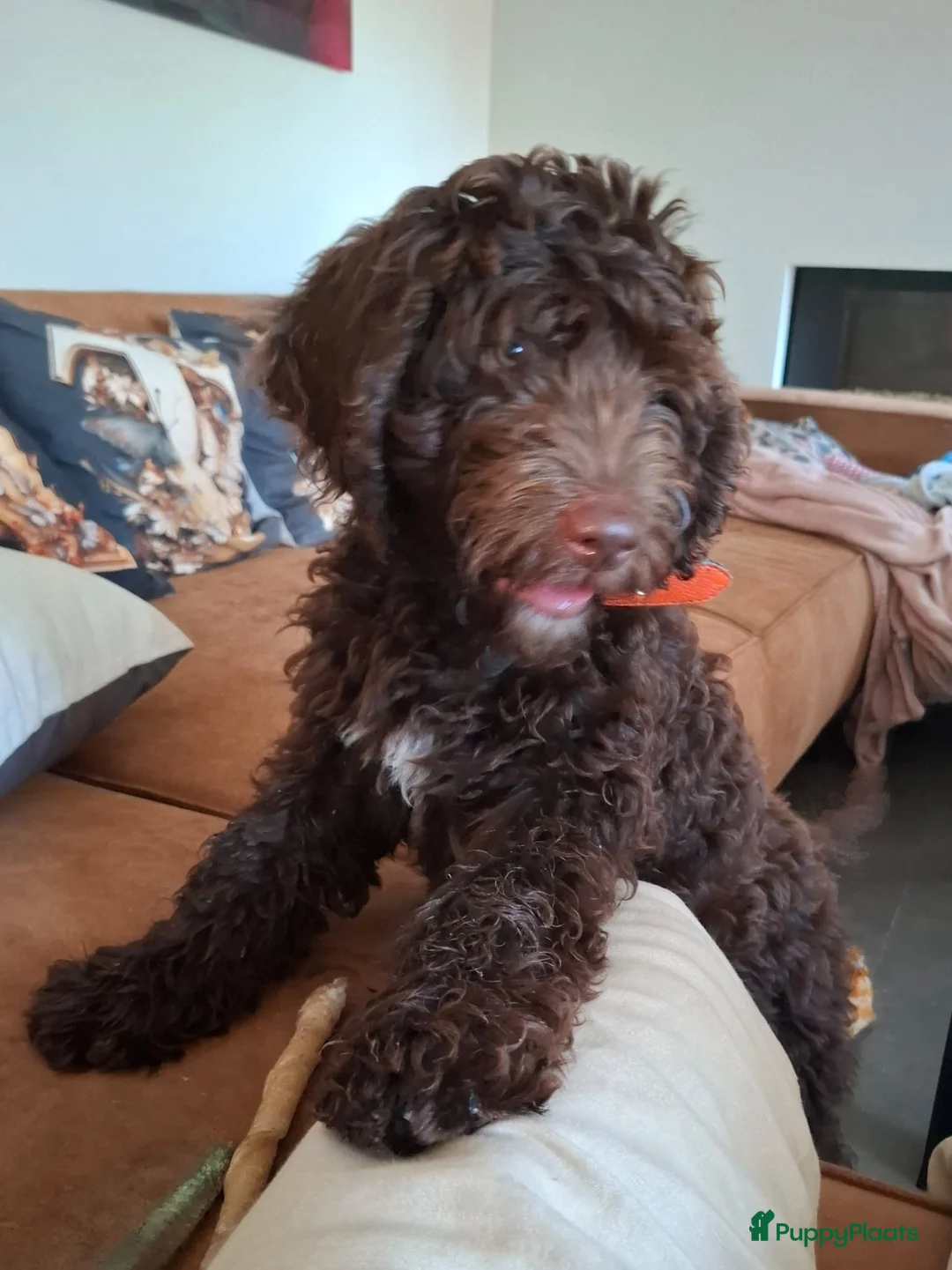 Labradoodle honden te koop: Labradoodle Reu chocolade kleur 13 weekjes in Maastricht - Advertentie 3