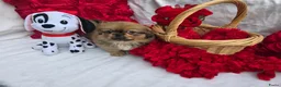 Pekingees honden te koop: Heel mooi Pekinees reutje - Advertentie 17