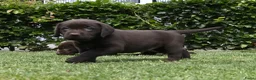 Labrador Retriever honden te koop: Chocolade bruine labrador pups met stamboom ! - Advertentie 21