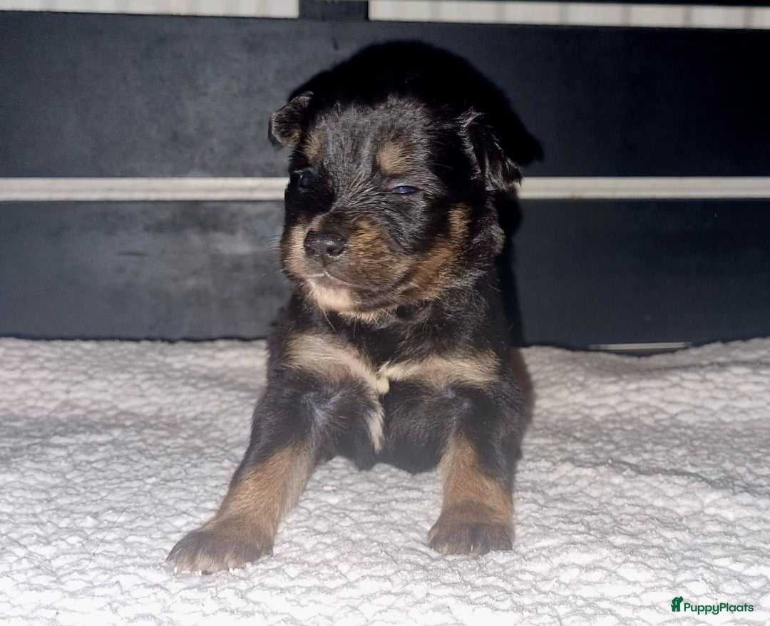 Kruising honden te koop: Kruising X Husky pups! Super mooi en leuk! - Advertentie 14