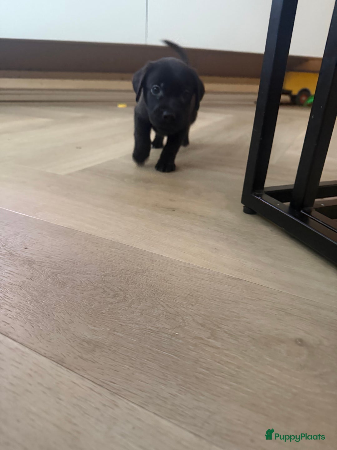 Labrador Retriever honden te koop: Labrador pups - Advertentie 3