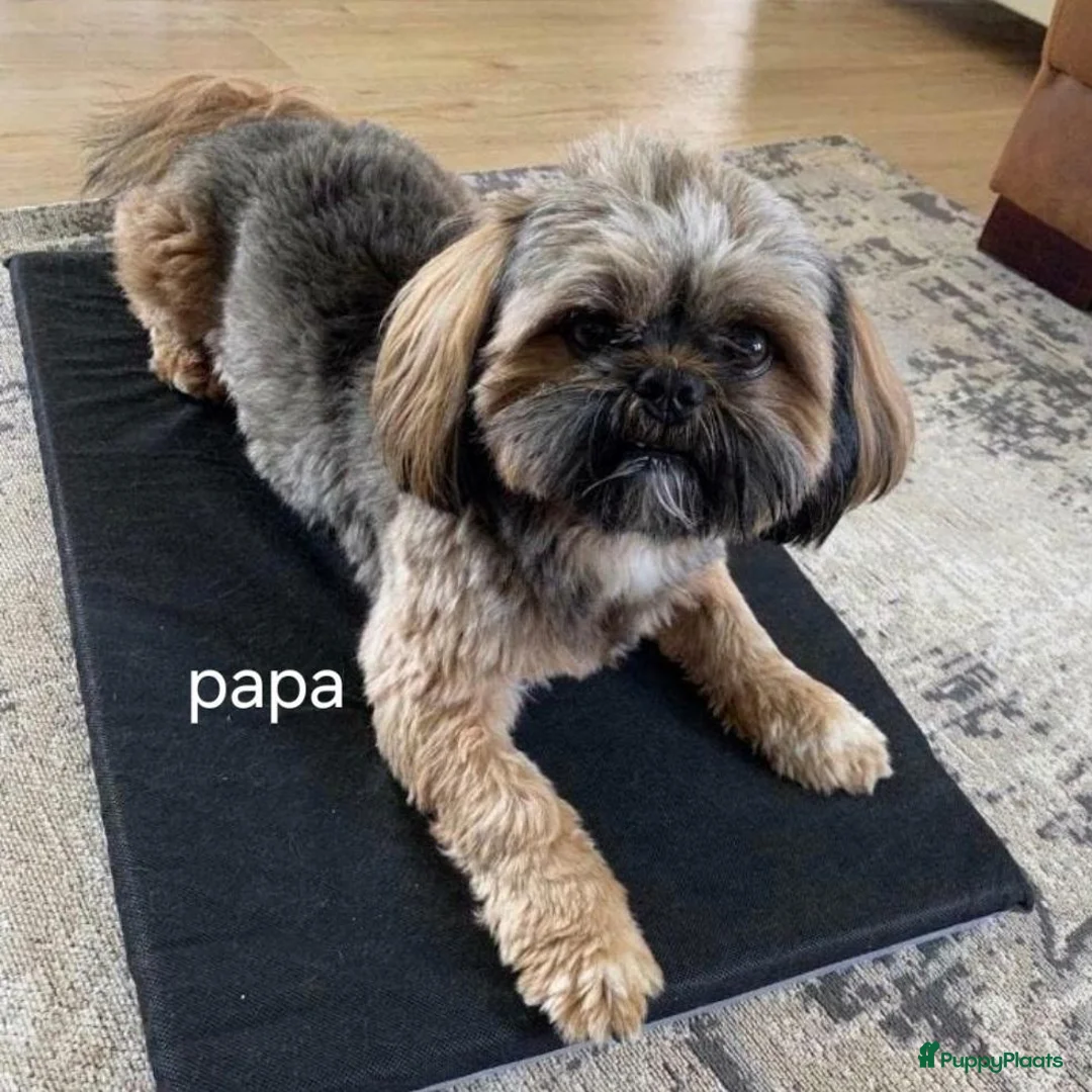 Boomer honden te koop: Boomer pupjes - Advertentie 14