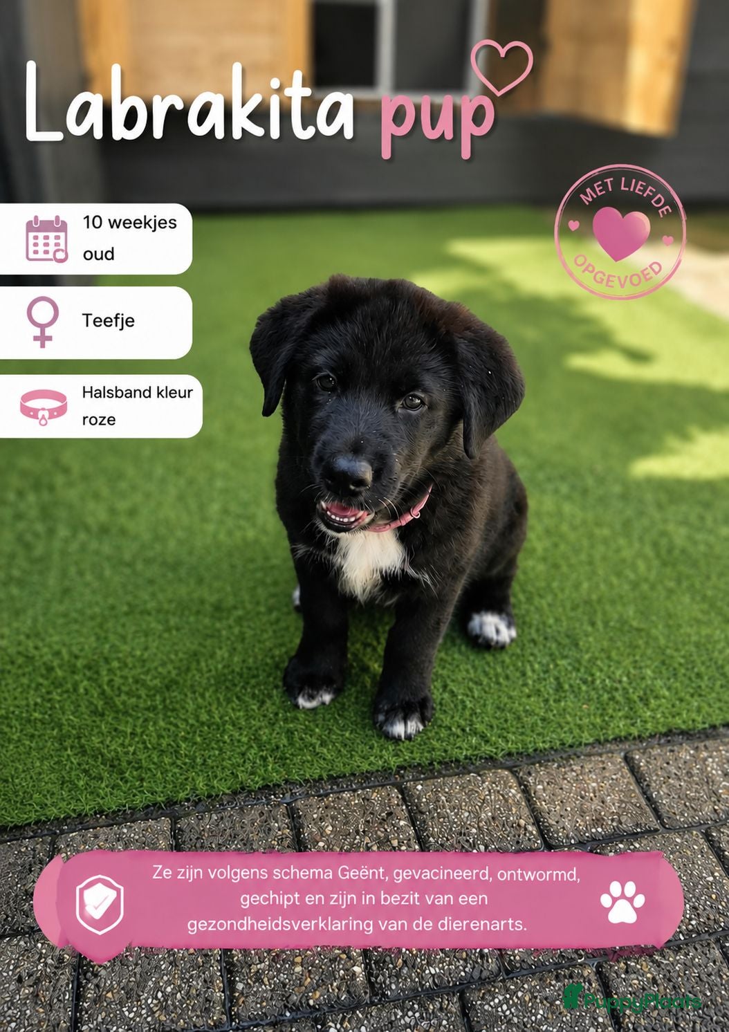 Kruising honden Nog 4 Labrador x akita inu pups (mogen verhuizen) - Advertentie 15