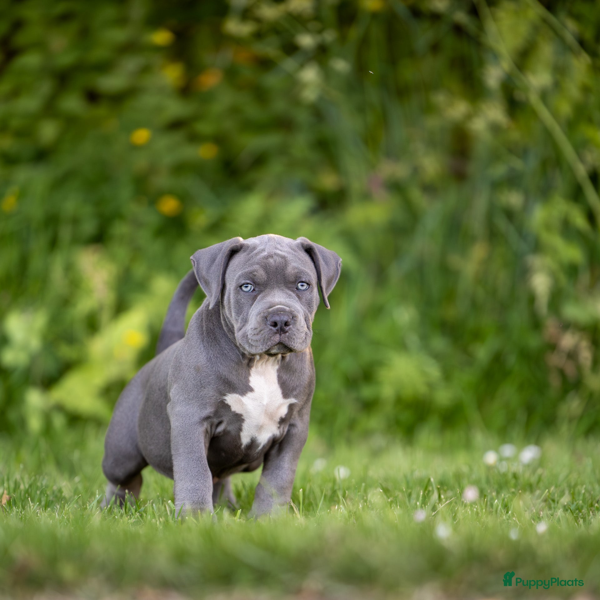 Amerikaanse Bully honden te koop: Am Bully Xl puppies - Advertentie 4