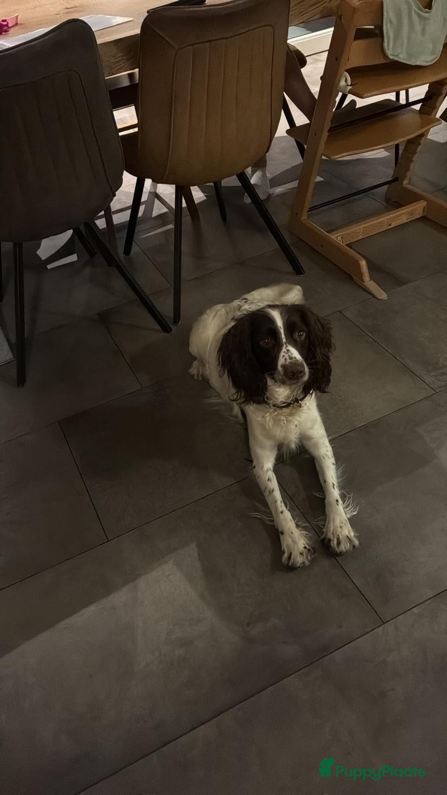 Engelse Springer Spaniel honden Engelse Springers Spaniel - Advertentie 2