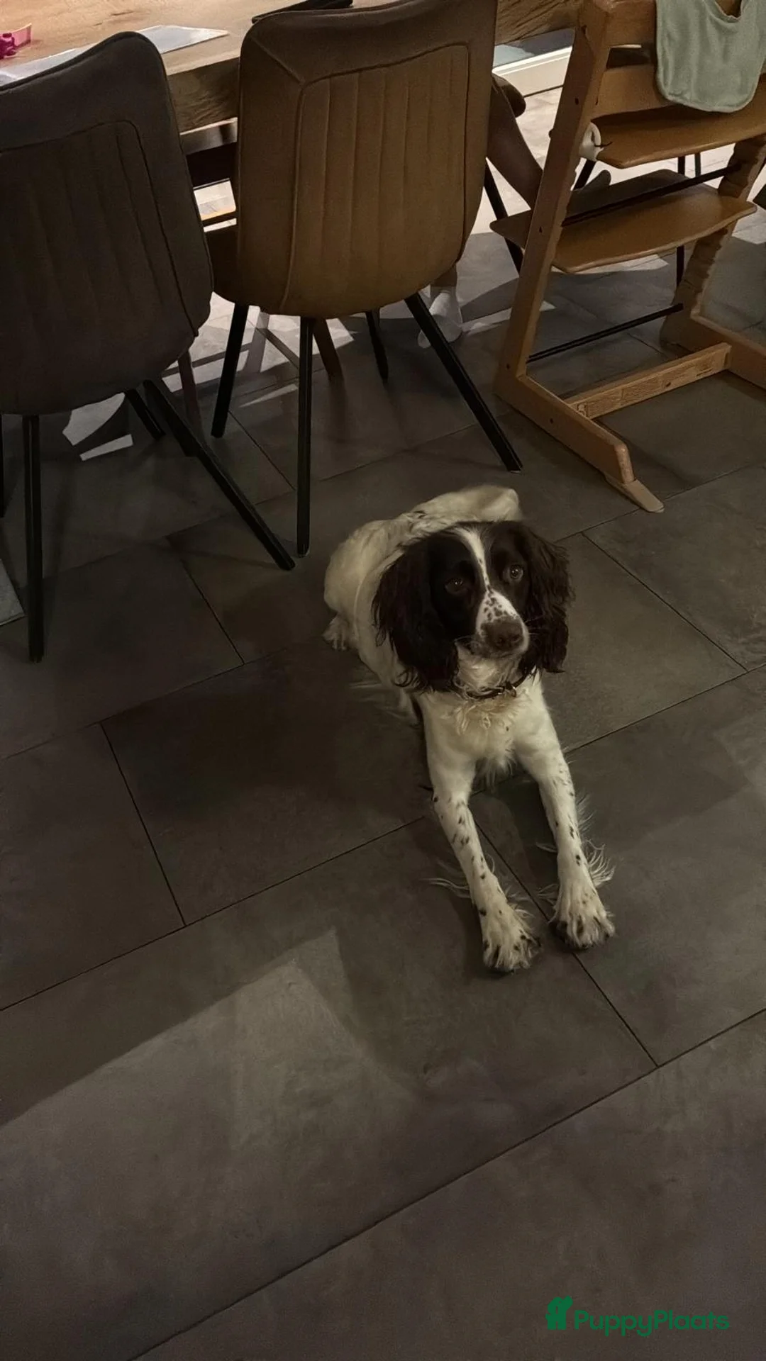 Engelse Springer Spaniel honden te koop: Engelse Springers Spaniel - Advertentie 1