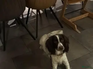 Engelse Springer Spaniel honden Engelse Springers Spaniel - Advertentie 2