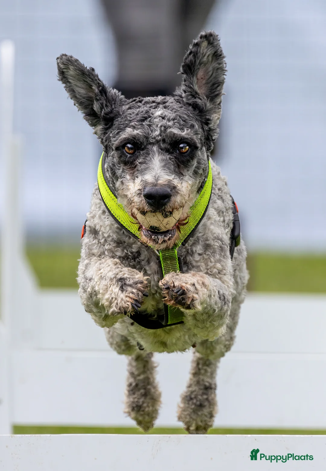 Galerij afbeelding {{count}}