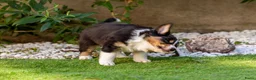Australian Shepherd honden te koop: Nog 2 Australian Shepherd reutjes beschikbaar - Advertentie 9