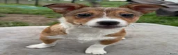 Kruising honden ter adoptie: Storm - Advertentie 4