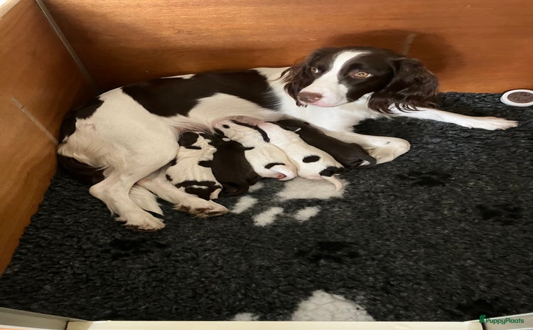 Kruising honden - Advertentie 4