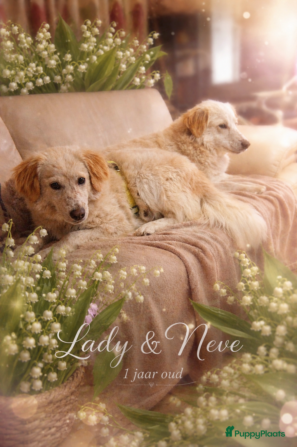 Kruising honden Deze italiaanse zusjes zoeken baasjes - Advertentie 3