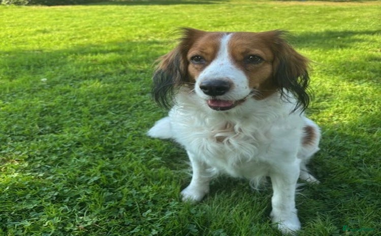 Kooikerhondje honden Pups verwacht - Advertentie 2