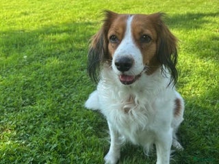 Kooikerhondje honden Pups verwacht - Advertentie 4