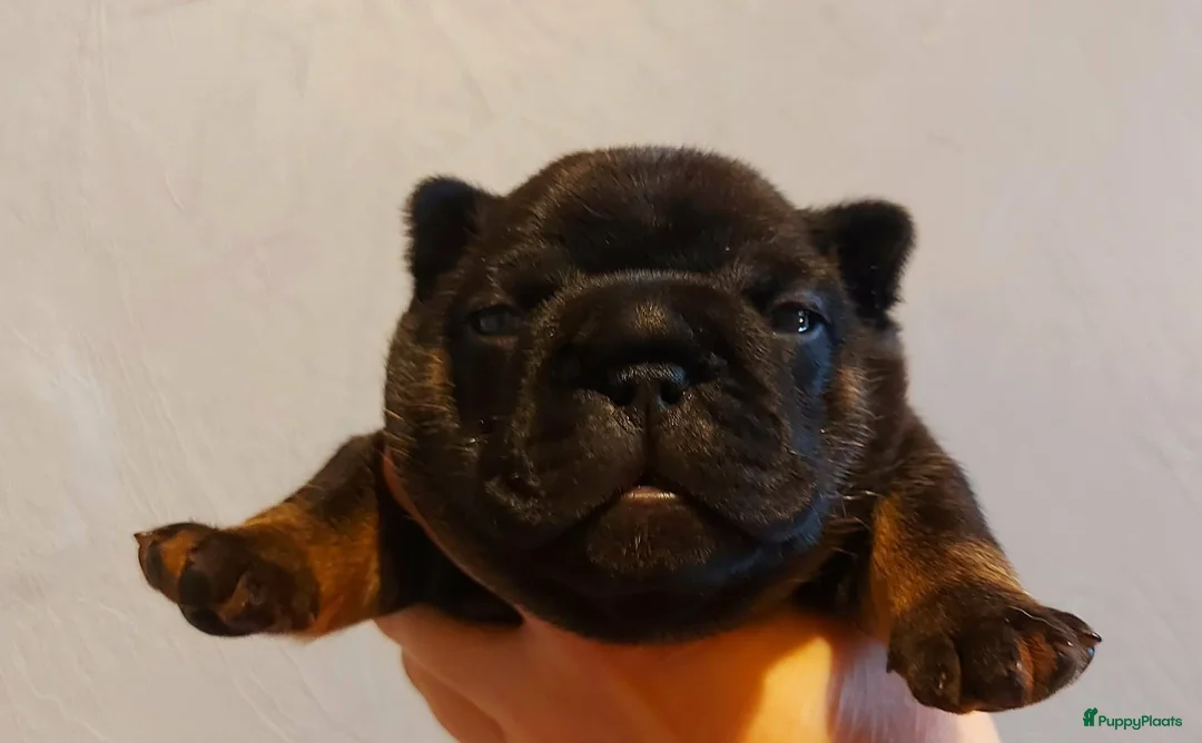 Franse Bulldog honden te koop: Prachtige Franse Bulldog pups met stamboom - Advertentie 9
