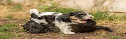 Kruising honden te koop: Dwergpoedel x Boompoo pups  - Advertentie 14