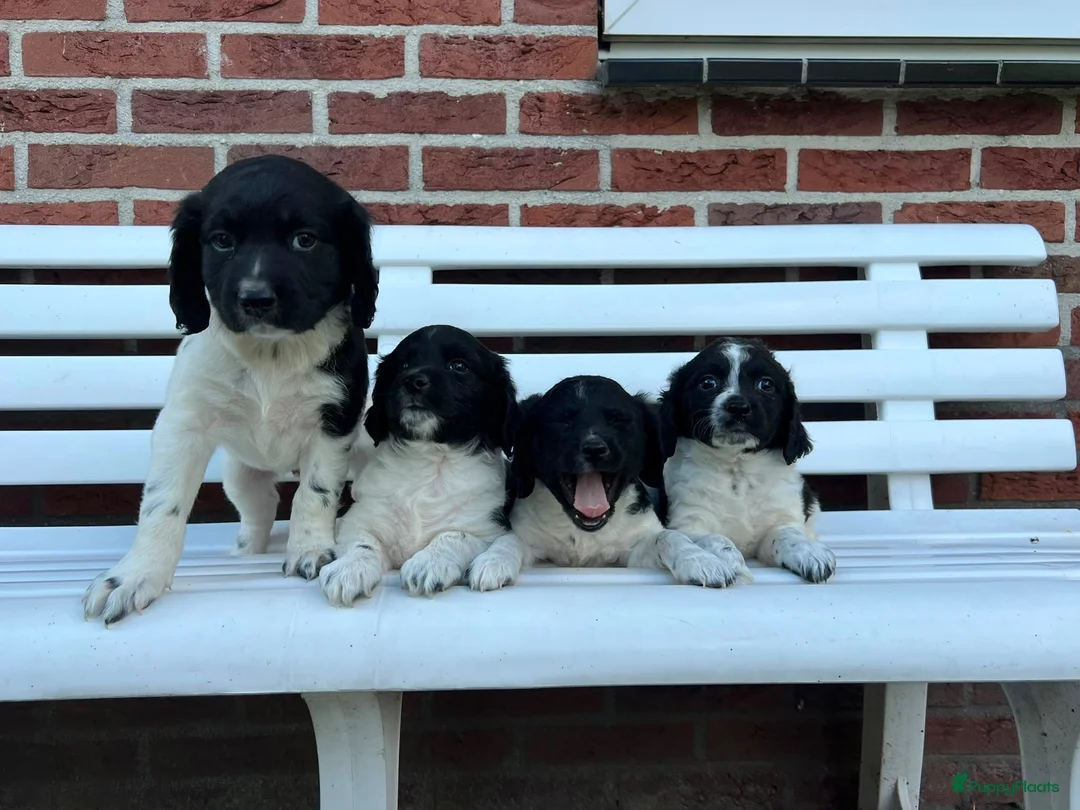 Kruising honden te koop: Friese Stabij pups - Advertentie 1