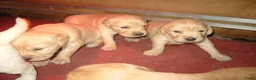 Golden Retriever honden te koop: Golden retriever pups - Advertentie 3
