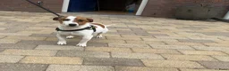 Jack Russel Terriër honden te koop: Jack Russell pups te koop - Advertentie 12